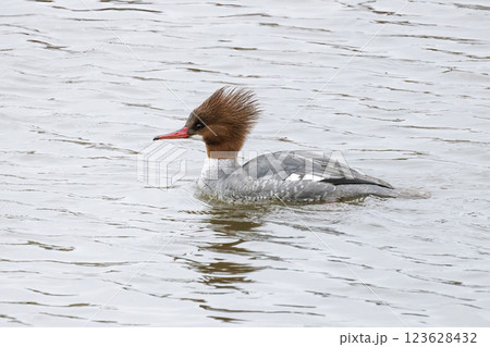 common merganser bird 123628432