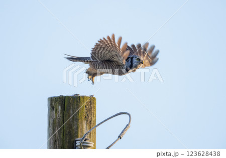 Northern hawk owl 123628438
