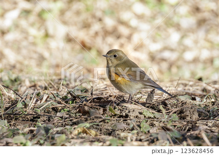 Red-flanked Bluetail bird Red-flanked Bluetail bird 123628456