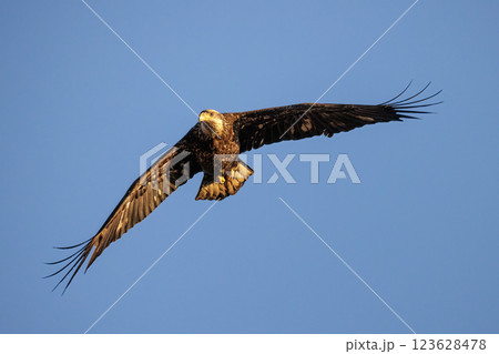 Bald eagle bird Bald eagle bird 123628478