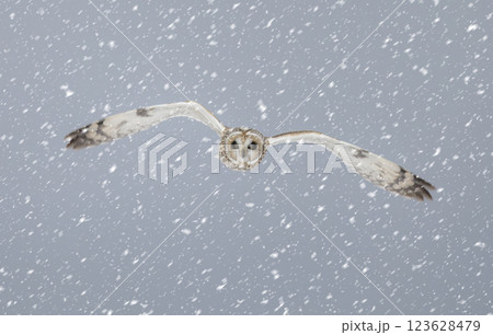 Short eared owl Short eared owl 123628479