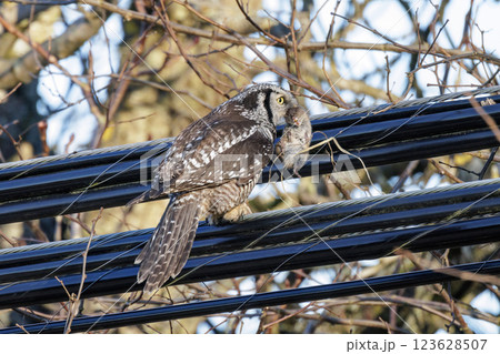 Northern hawk owl Northern hawk owl 123628507