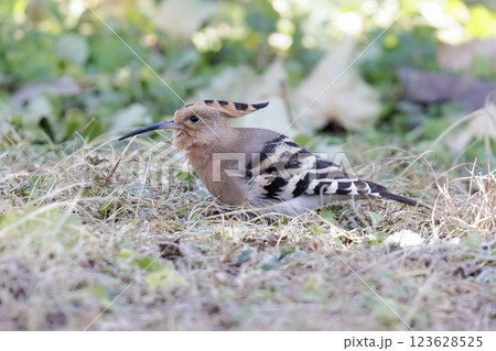 Eurasian Hoopoe bird 123628525