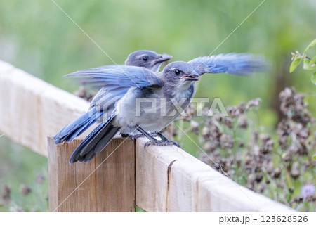 California scrub jay bird 123628526