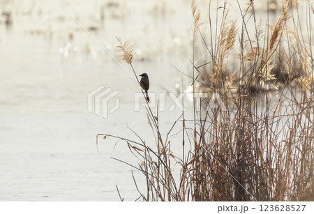 Long-tailed Shrike bird 123628527