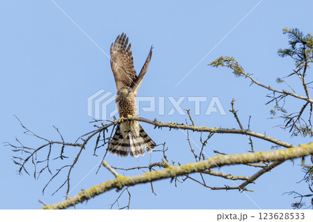Sharp-shinned Hawk Sharp-shinned Hawk 123628533