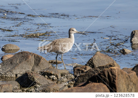 Willet bird Willet bird 123628578