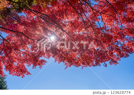 青空バックに見上げるちょうど見頃の真っ赤なモミジの紅葉と光条のコラボ情景 123628774
