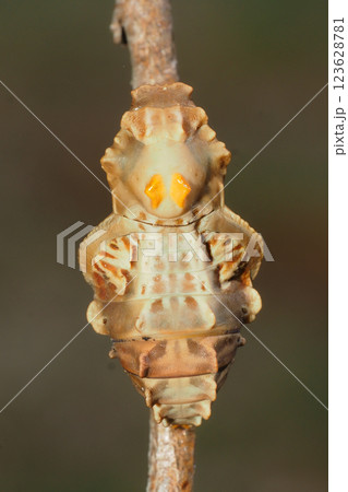 ジャコウアゲハの蛹 123628781