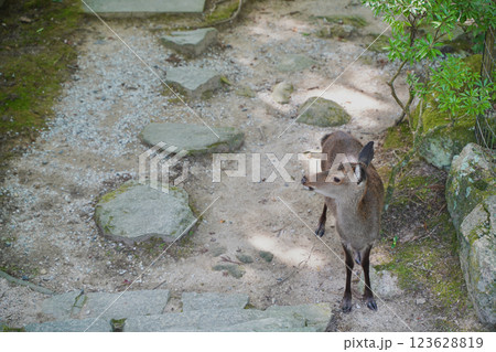 日本の厳島神社のある広島県宮島の山、弥山みせん 123628819