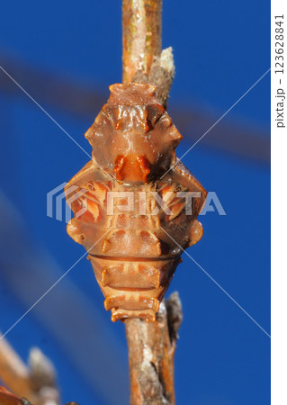 ジャコウアゲハの蛹 ジャコウアゲハの蛹 123628841