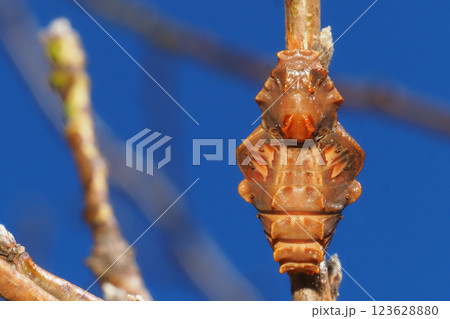 ジャコウアゲハの蛹 ジャコウアゲハの蛹 123628880