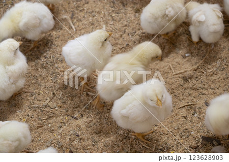 ひよこ ひよこ 123628903