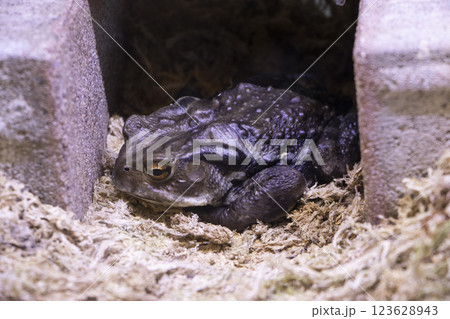 アズマヒキガエル アズマヒキガエル 123628943