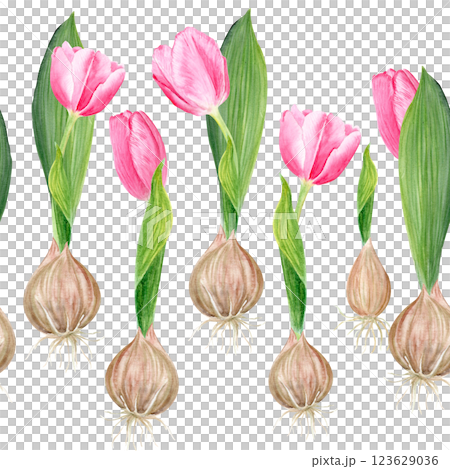 Pink tulip bulb flowers and a leaf watercolor seamless border isolated on white. Hand painted flower. High quality clip art perfect for mother's day, women's day cards, posters, seed packages, decor Pink tulip bulb flowers and a leaf watercolor seamless border isolated on white. Hand painted flower. High quality clip art perfect for mother's day, women's day cards, posters, seed packages, decor 123629036