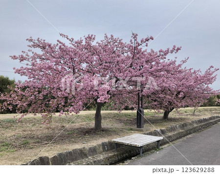 満開になった河津桜 123629288