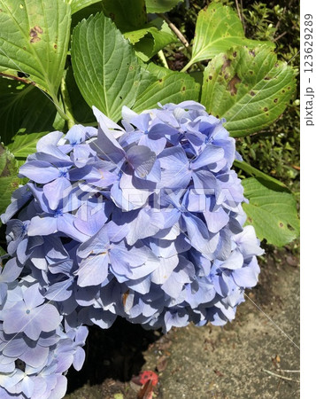 多数の青色の装飾花を備えるアジサイの手毬咲きの花房をクローズアップで撮影した写真 123629289