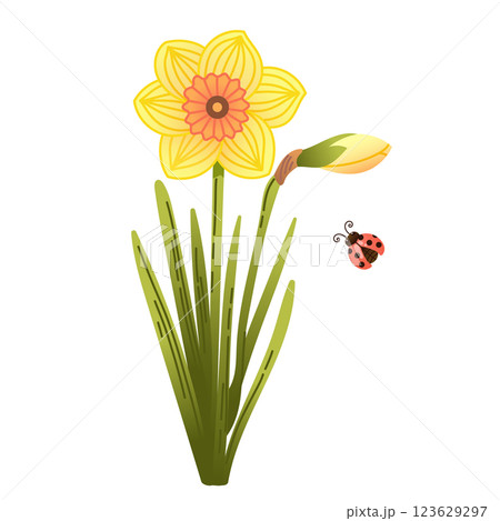 Illustration of bright yellow daffodil with green leaves and cute ladybug in hand drawn style  123629297