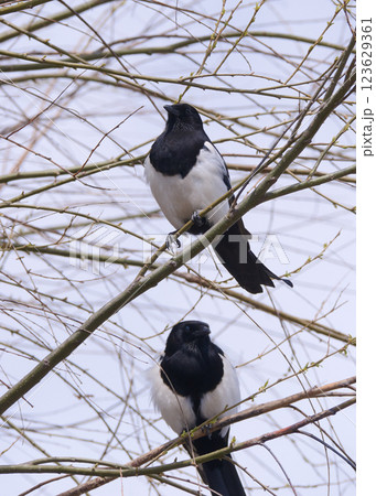 カササギ 123629361