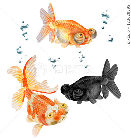 3匹の優雅な金魚 3匹の優雅な金魚 123629395