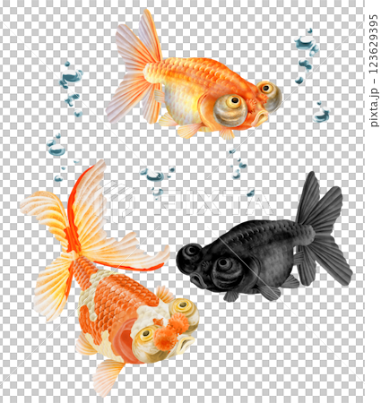 Three elegant goldfish 123629395