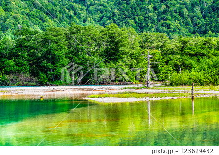 夏の上高地　大正池 123629432