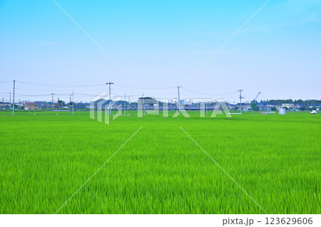 首都圏 夏の田園風景 川越線電車通過 古谷付近 川越市 首都圏 夏の田園風景 川越線電車通過 古谷付近 川越市 123629606