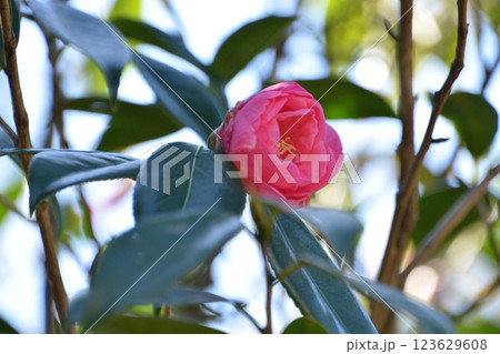 春日影(ハルヒカゲ) 123629608