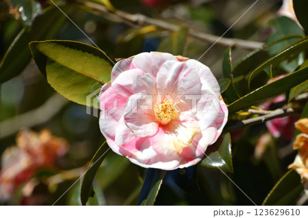 春日影(ハルヒカゲ) 123629610