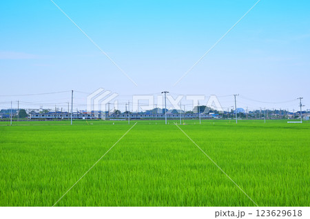 首都圏 夏の田園風景 川越線電車通過 古谷付近 川越市 首都圏 夏の田園風景 川越線電車通過 古谷付近 川越市 123629618