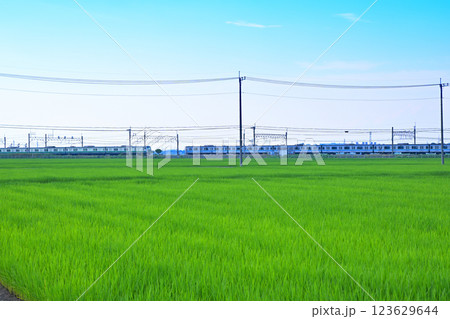 首都圏　夏の田園風景　上下線2車輛　川越線電車通過　古谷付近　川越市 123629644