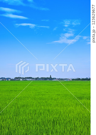首都圏 夏の田園風景 古谷付近 川越市 首都圏 夏の田園風景 古谷付近 川越市 123629677