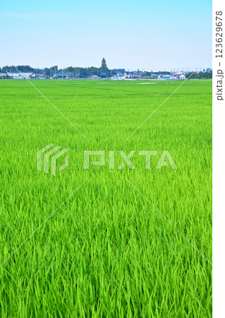 首都圏　夏の田園風景　古谷付近　川越市 123629678