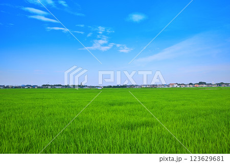 首都圏　夏の田園風景　古谷付近　川越市 123629681