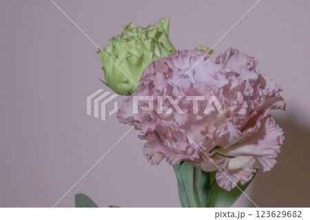 トルコ桔梗　トルコキキョウ　トルコギキョウ　ユーストマ　一年草 123629682