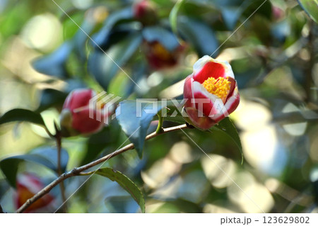 玉の浦(タアノウラ) 玉の浦(タアノウラ) 123629802