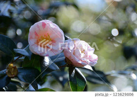 群雀(ムレスズメ) 群雀(ムレスズメ) 123629806