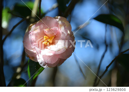 冬至牡丹 (トウジボタン)  123629808