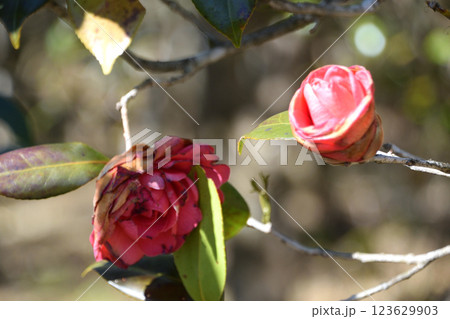 白長楽(シロオサラク)  123629903