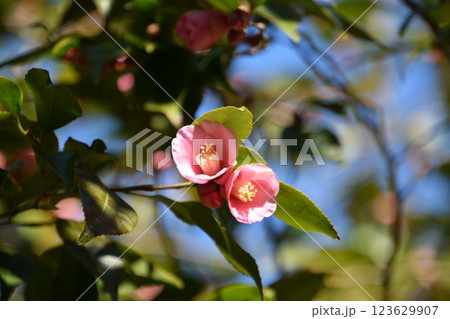 ロゼフローラ ロゼフローラ 123629907