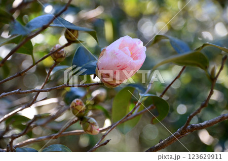 春日影(ハルヒカゲ) 123629911