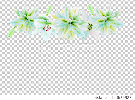 White lily flower garland watercolor illustration isolated on white. High quality clip art perfect for cards, posters, stickers, Easter, Passover, Holy Thursday, christening baptism wedding church White lily flower garland watercolor illustration isolated on white. High quality clip art perfect for cards, posters, stickers, Easter, Passover, Holy Thursday, christening baptism wedding church 123629927