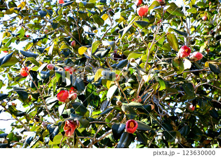 りんご椿 123630000