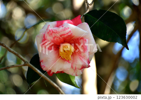 大虹(オオニジ) 大虹(オオニジ) 123630002