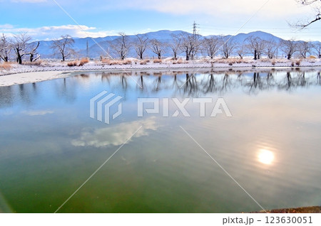 水面に映り込む桜の木と太陽 水面に映り込む桜の木と太陽 123630051