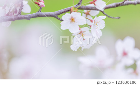 桜の花 春 桜の花 春 123630180