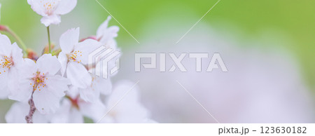 桜の花　春 123630182