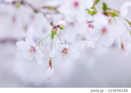桜の花　春 123630188