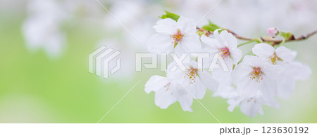 桜の花 春 桜の花 春 123630192