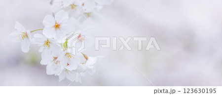 桜の花　春 123630195